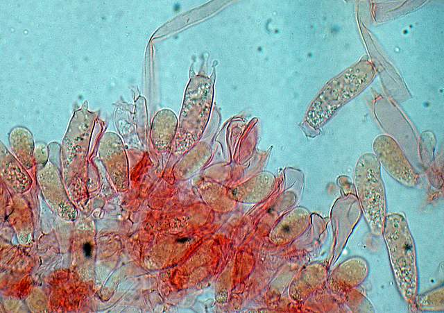 Galerina spec. Cod.: 0947-07